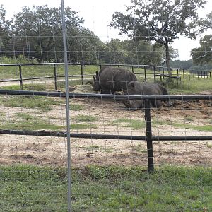 Southern White Rhino