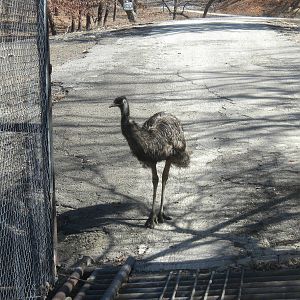 Emu