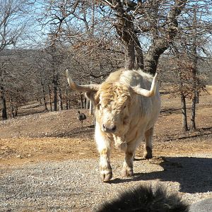 Scottish Highland Cattle