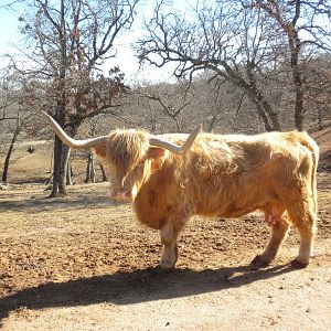 Scottish Highland Cattle