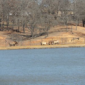 Przewalski's Horse