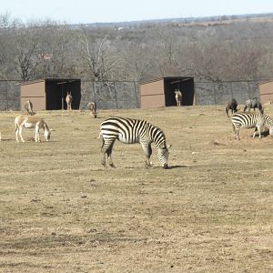 Grant's Zebra and Kulan