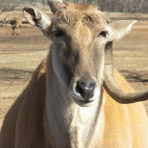 Common Eland