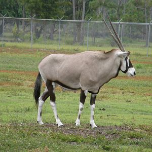 gemsbok