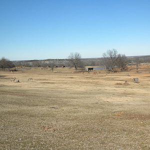 Large "African" area