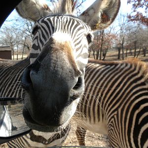 Grevy's Zebra