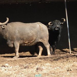 Water Buffalo