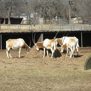 Scimitar-Horned Oryx