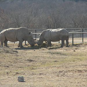 Southern White Rhino