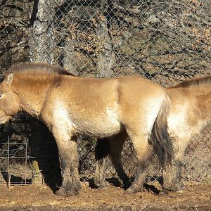 Przewalski's Horse