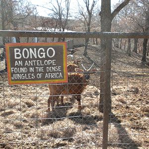 East African Bongo