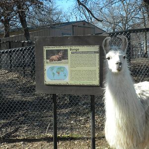 Confused Llama