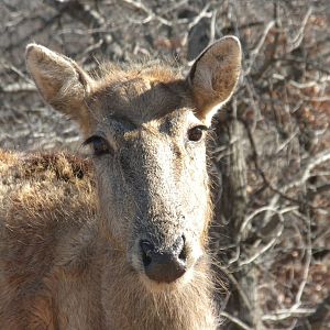 Pere David's Deer
