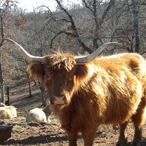 Scottish Highland Cattle