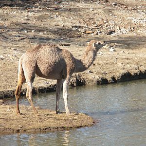 Dromedary