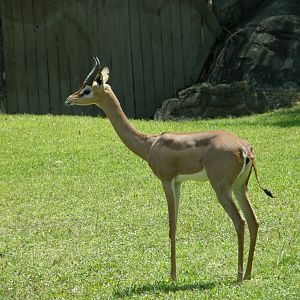 gerenuk