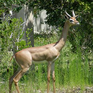 gerenuk
