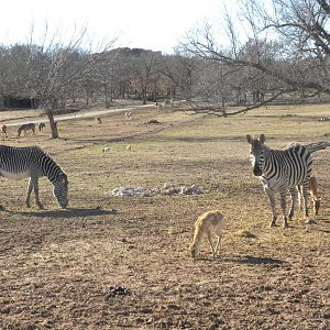 Grevy's and Grant's Zebras