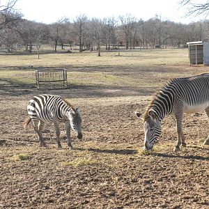 Grevy's and Grant's Zebras