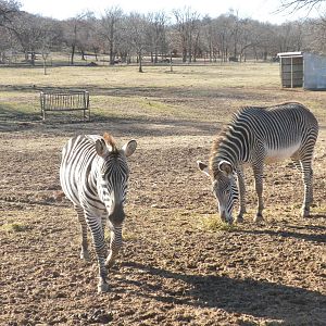 Grevy's and Grant's Zebras