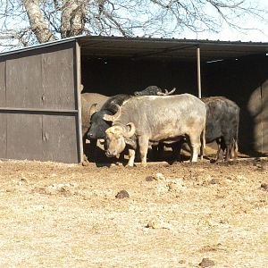 Water Buffalo