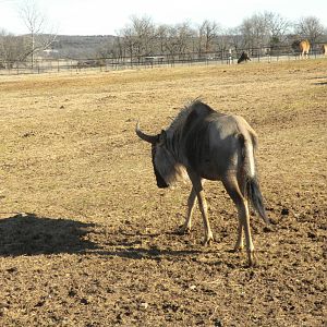 Eastern White-Bearded Wildebeest