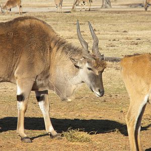 Common Eland