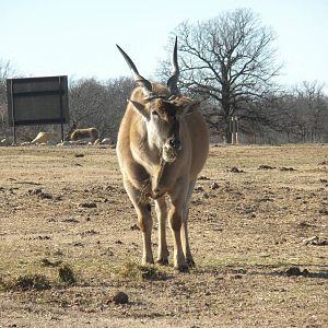 Common Eland