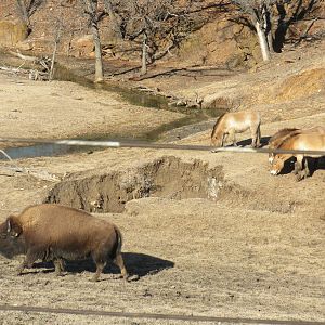 American Bison and Przewalski's Horse