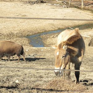 American Bison and Przewalski's Horse