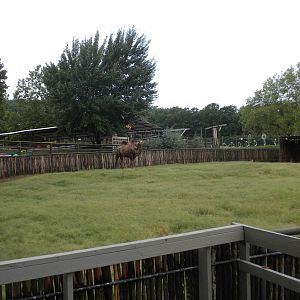 Bactrian Camel