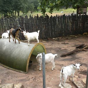 Petting Zoo Goats
