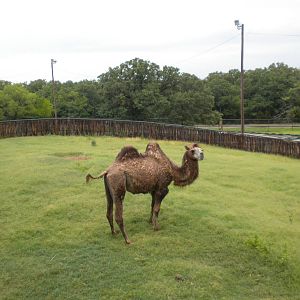 Bactrian Camel
