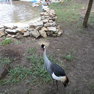Crowned Crane