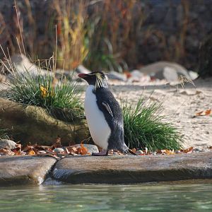 Northern Rockhopper Penguin at London, 16/11/11