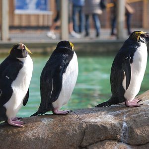 Macaroni Penguins at London, 16/11/11
