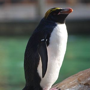 Macaroni Penguin at London, 16/11/11