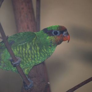 Mount Apo Lorikeet at London, 16/11/11