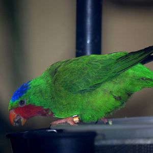 Blue-crowned Lory at London, 16/11/11