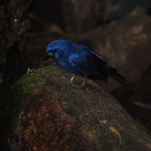 Ultramarine Grosbeak at London, 16/11/11