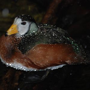 African Pygmy Goose at London, 16/11/11