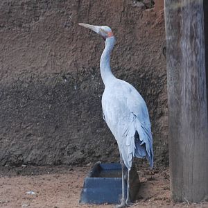 Brolga at London, 16/11/11