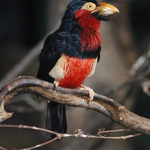 Bearded Barbet at London, 16/11/11
