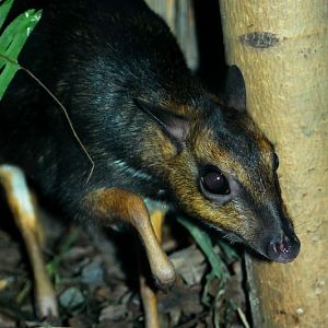 Balabac mouse deer