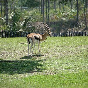 thompsons gazelle