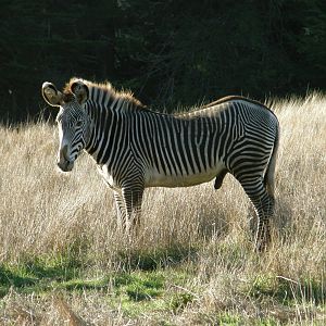grevys zebra