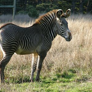 grevys zebra