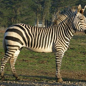 mountain zebra