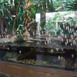 Florida Apple Snail Exhibit at London, 16/11/11