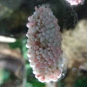 Apple Snail Egg Mass at London, 16/11/11